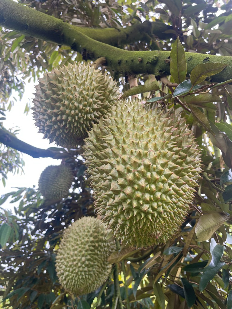 Trái sầu riêng bóp gai nhím xanh mướt
